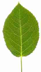 leaf smaller